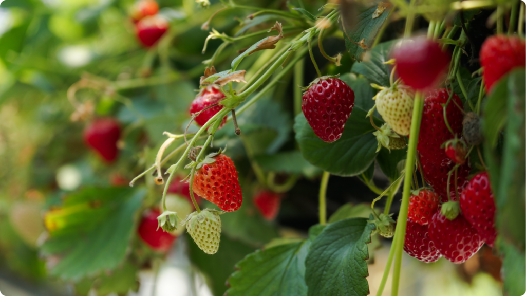 beneficios de las fresas frescas supermercado con buena fruta mercmas dena meaño mercamas cabo de cruz boiro